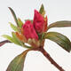 Bonsai im Freien - Rhododendron sp. - Rosa Azalee - 2/2