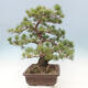 Bonsai im Freien - Pinus parviflora - kleinblütige Kiefer - 2/4