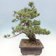 Bonsai im Freien - Pinus parviflora - kleinblütige Kiefer - 2/5
