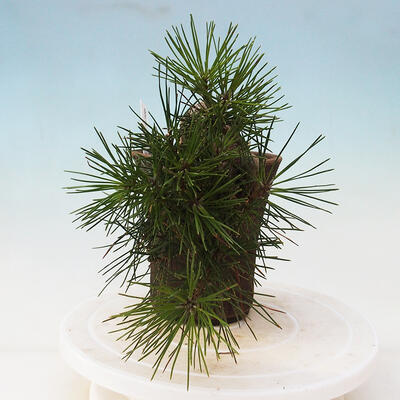 Bonsai im Freien - Pinus thunbergii - Thunbergia-Kiefer - 2