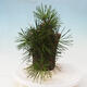 Bonsai im Freien - Pinus thunbergii - Thunbergia-Kiefer - 2/5