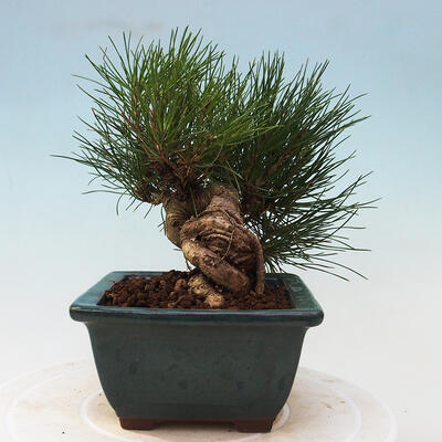 Bonsai im Freien - Pinus thunbergii - Thunbergia-Kiefer - 2