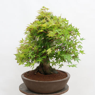 Bonsai im Freien – Ahorn – Acer palmatum – NUR PALETTENTRANSPORT - 2