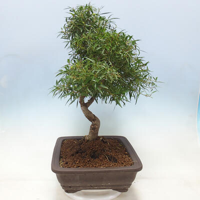 Zimmerbonsai - Ficus nerifolia - kleinblättriger Ficus - 2
