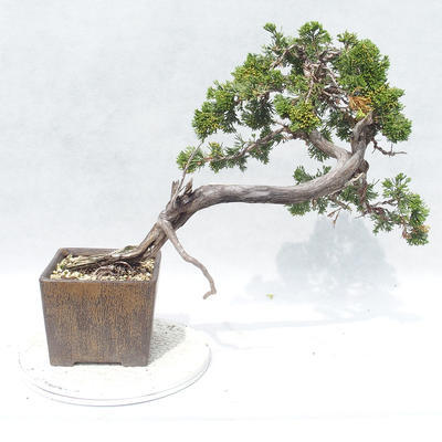 Bonsai im Freien - Juniperus sabina - Wacholder - 2