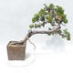 Bonsai im Freien - Juniperus sabina - Wacholder - 2/5
