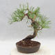 Bonsai im Freien - Pinus sylvestris - Waldkiefer - 2/5