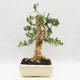 Innenbonsai - Buxus harlandii - Korkbuchsbaum - 2/7