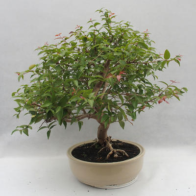 Zimmer Bonsai - Australische Kirsche - Eugenia uniflora - 2