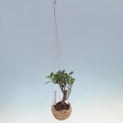 Kokedama in Keramik - kleinblättriger Ficus - Ficus kimmen - 2