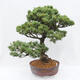 Bonsai im Freien - Pinus parviflora - kleinblumige Kiefer - 2/5