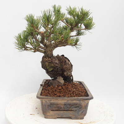 Bonsai im Freien - Pinus parviflora - White Pine - 2