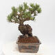 Bonsai im Freien - Pinus parviflora - White Pine - 2/4