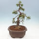 Bonsai im Freien - Pinus mugo - Kniende Kiefer - 2/4