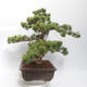 Bonsai im Freien - Pinus parviflora - White Pine - 2/5