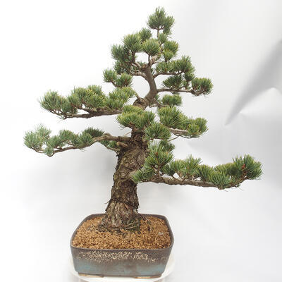 Bonsai im Freien - Pinus parviflora - White Pine - 2