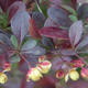 Bonsai im Freien - Berberis thunbergii Atropurpureum - Berberitze VB2020-274 - 2/2