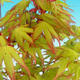Outdoor-Bonsai - Maple dlanitolistý - 2/2