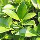 Zimmer Bonsai - Ficus kimmen - malolistý Ficus - 2/2