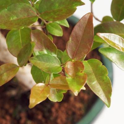 Zimmer Bonsai - australische Kirsche - Eugenia uniflora - 2