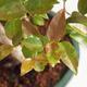 Zimmer Bonsai - Australian Kirsche - Eugenia uniflora - 2/3