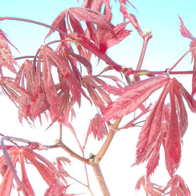 Outdoor-Bonsai - Ahorn palmatum Trompen - Rot-Ahorn dlanitolistý - 2