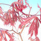 Outdoor-Bonsai - Ahorn palmatum Trompen - Rot-Ahorn dlanitolistý - 2/3