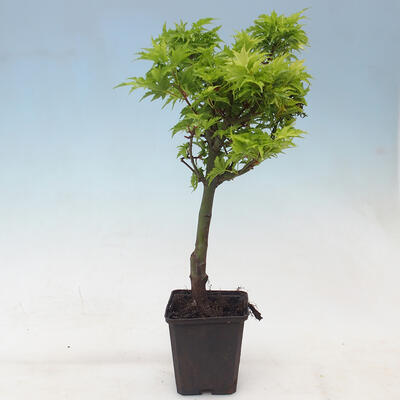 Ahorn - Acer palmatum Shishigashira 1 Stück - 2