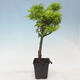Ahorn - Acer palmatum Shishigashira 1 Stück - 2/5