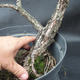 Borovoce Wald - Pinus sylvestris KA-09 - 2/4