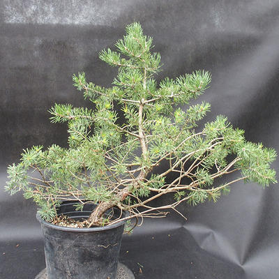 Borovoce Wald - Pinus sylvestris KA-11 - 2