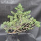 Borovoce Wald - Pinus sylvestris KA-11 - 2/5
