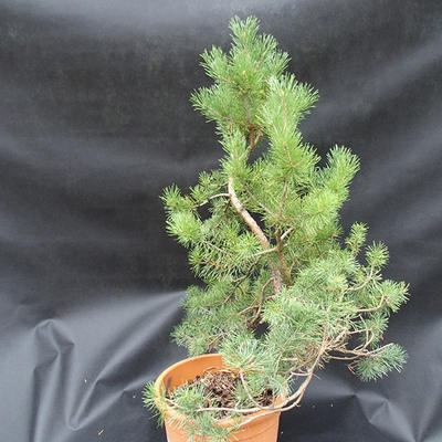 Borovoce Wald - Pinus sylvestris KA-12 - 2