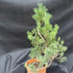 Borovoce Wald - Pinus sylvestris KA-12 - 2/6