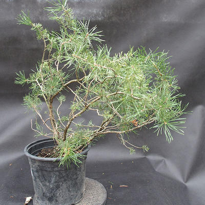 Borovoce Wald - Pinus sylvestris KA-13 - 2