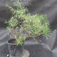 Borovoce Wald - Pinus sylvestris KA-13 - 2/6