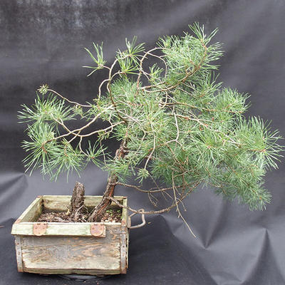 Borovoce Wald - Pinus sylvestris KA-14 - 2