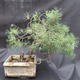 Borovoce Wald - Pinus sylvestris KA-14 - 2/5