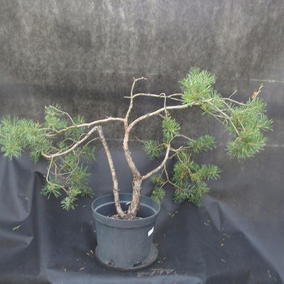 Borovoce Wald - Pinus sylvestris KA-19 - 2