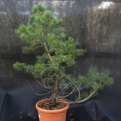 Borovoce Wald - Pinus sylvestris KA-20 - 2