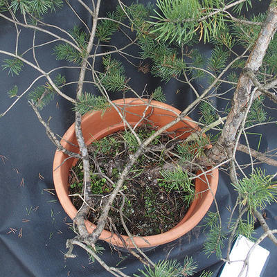 Borovoce Wald - Pinus sylvestris KA-22 - 2