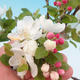 Bonsai im Freien - Malus halliana - Apfelbaum mit kleinen Früchten - 2/5