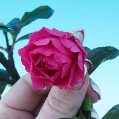 Zimmer-Bonsai Camellia Camellia-euphlebia - 2