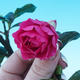 Zimmer-Bonsai Camellia Camellia-euphlebia - 2/2