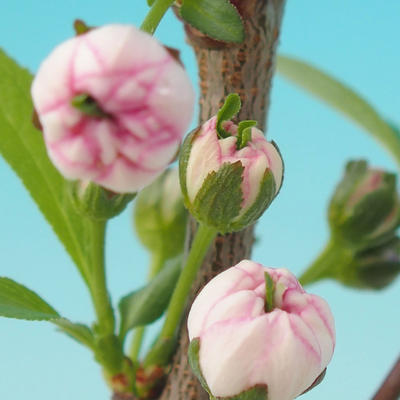 Outdoor-Bonsai - Japanische Kirschblüte - 2