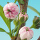 Outdoor-Bonsai - Japanische Kirschblüte - 2/4