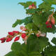Bonsai im Freien - Blut Johannisbeere - Ribes sanguneum VB2020-786 - 2/2