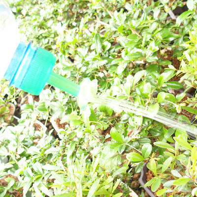 Bonsai-Sprinkler für PET-Flasche 10 Stück, Grün - 2