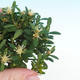 Zimmer-Bonsai - Buxus harlandii - Korkbuxus - 2/5
