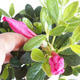 Bonsai im Freien - Rhododendron sp. - Rosa Azalee VB2020-792 - 2/3